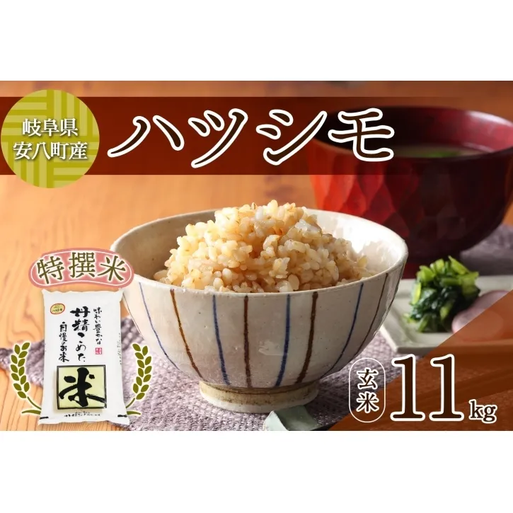 R7年産 特選米 ハツシモ 玄米 11kg ×1袋 お米 米 ごはん 新米 ご飯 はつしも 令和7年産 ブランド米 低農薬 お取り寄せ 産地直送 クリーンファームまき 送料無料 岐阜県 安八町