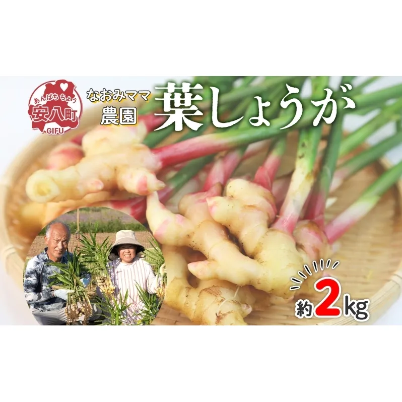 葉しょうが 約2kg なおみママ農園 安八町 野菜