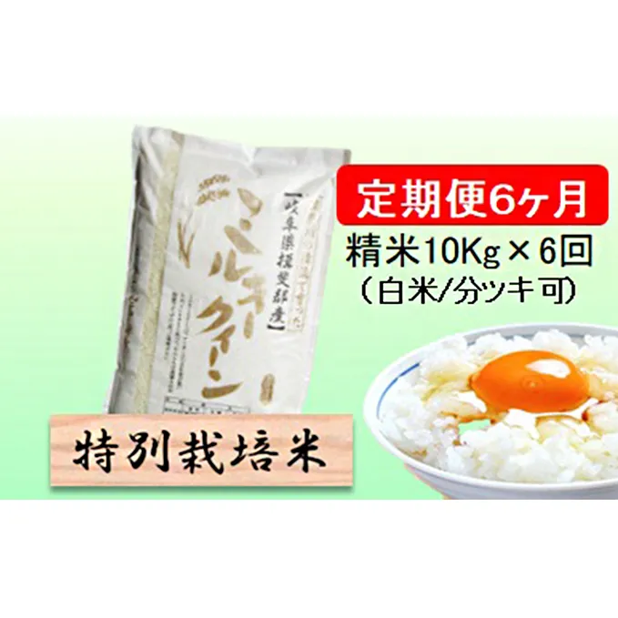 特別栽培米★[定期便] 6カ月★毎月 精米10kg（白米/7分/5分ツキ可）【ミルキークイーン】　玄米は別に出品 お米 令和5年産 低アミロース モチモチ お弁当 おにぎり 安心 安全 美味しい 糖質 
