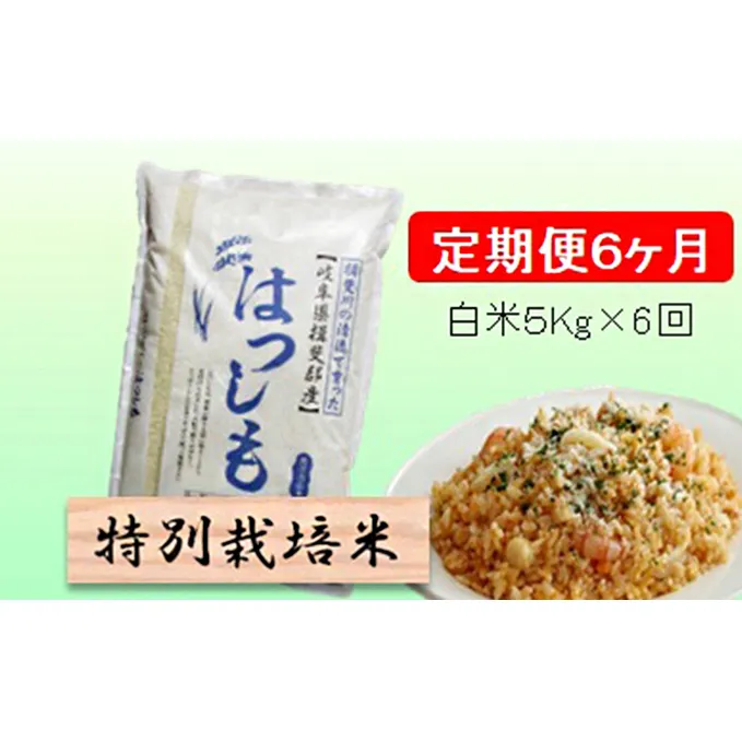 特別栽培米★[定期便] 6カ月★毎月 白米５kg 【ハツシモ】 お米 令和5年産 幻のお米 大粒 アッサリ お寿司 丼物 炒め物 安心 安全 美味しい 