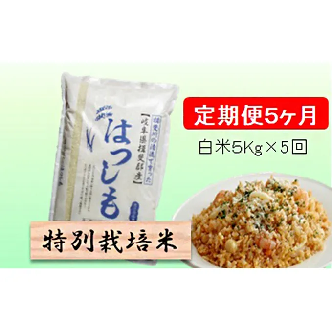 特別栽培米★[定期便] 5カ月★毎月 白米５kg 【ハツシモ】 お米 令和5年産 幻のお米 大粒 アッサリ お寿司 丼物 炒め物 安心 安全 美味しい 