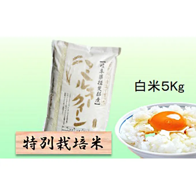 特別栽培米★白米５kg 【ミルキークイーン】 玄米は別に出品 お米 ブランド米 銘柄米 精米 ご飯 おにぎり モチモチ 低アミロース米 冷めても美味しい 