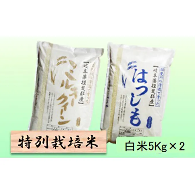 特別栽培米★白米10kg 【ミルキークイーン・ハツシモ】各5Kg お米 ブランド米 銘柄米 ご飯 モチモチ 低アミロース米 大粒 アッサリ 