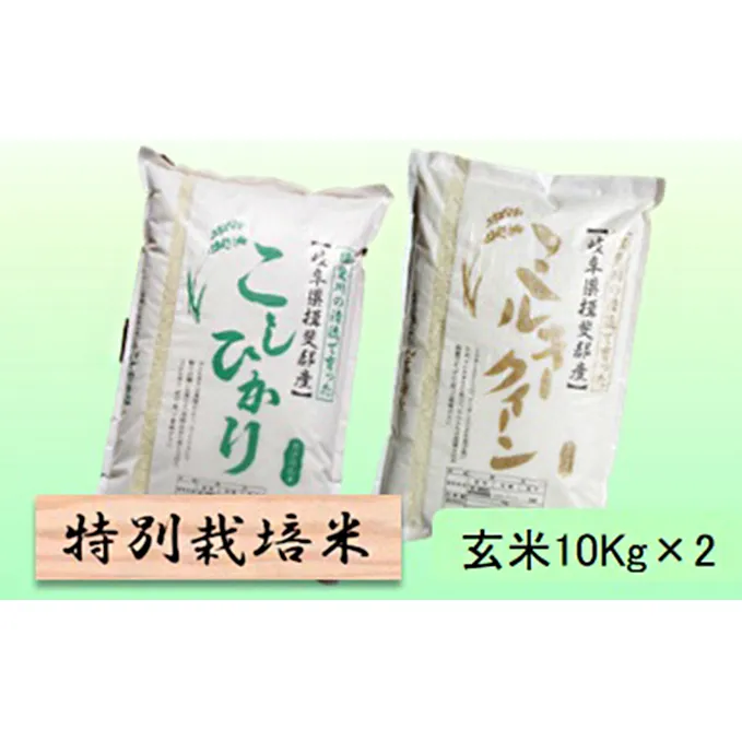 特別栽培米★玄米20kg 【コシヒカリ・ミルキークイーン】各10Kg お米 ブランド米 銘柄米 ご飯 お米の王様 モチモチ 冷めても美味しい 低アミロース米 