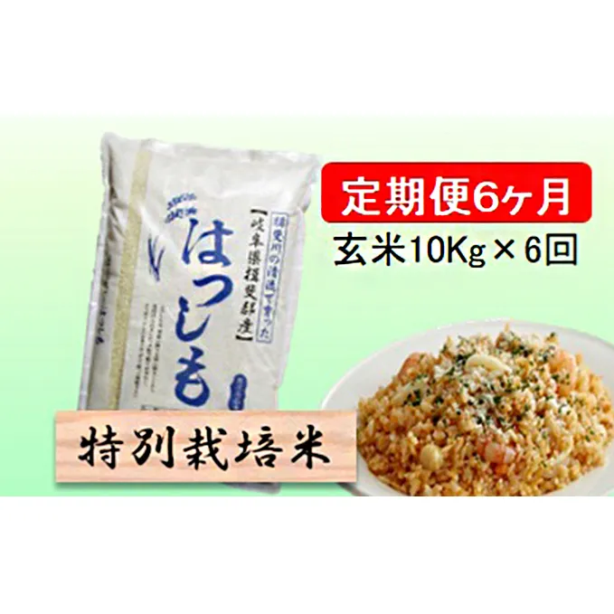 特別栽培米★[定期便] 6カ月★毎月 玄米10kg【ハツシモ】 お米 ブランド米 銘柄米 ご飯 アッサリ 幻のお米 大粒 