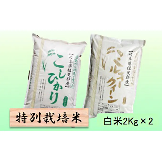 特別栽培米★白米４kg 【コシヒカリ・ミルキークイーン】 お米 ブランド米 精米 ご飯 おにぎり お米の王様 モチモチ 低アミロース米 