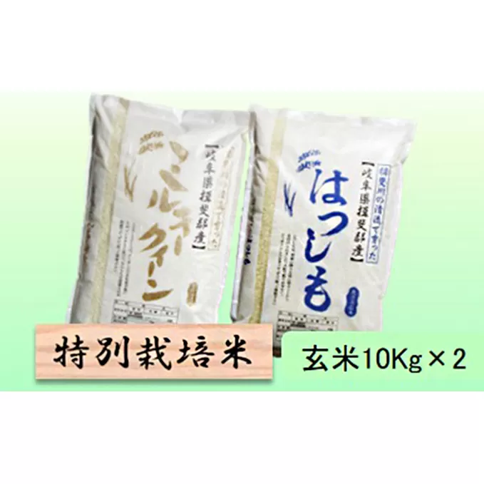 特別栽培米★玄米20kg【ミルキークイーン・ハツシモ】各10Kg