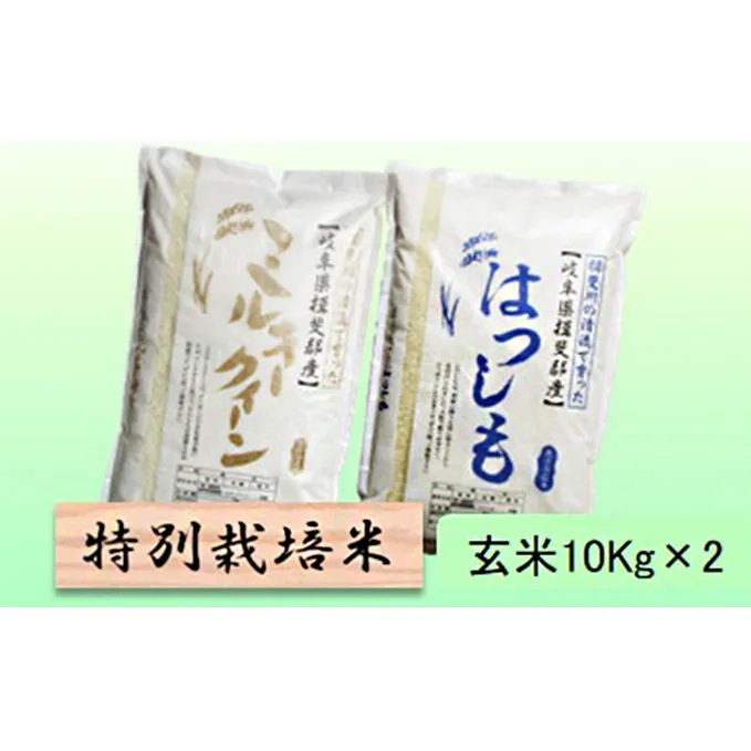 特別栽培米★玄米20kg【ミルキークイーン・ハツシモ】各10Kg お米 ブランド米 銘柄米 ご飯 モチモチ 冷めても美味しい 低アミロース米 大粒 アッサリ 