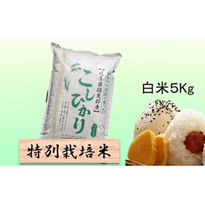 特別栽培米★白米５kg 【コシヒカリ】 玄米は別に出品 お米 ブランド米 銘柄米 精米 ご飯 おにぎり お米の王様 バランス 