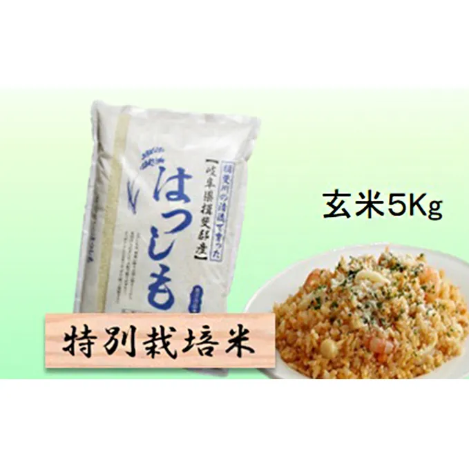特別栽培米★玄米５kg 【ハツシモ】 お米 ブランド米 銘柄米 ご飯 おにぎり アッサリ 幻のお米 大粒 