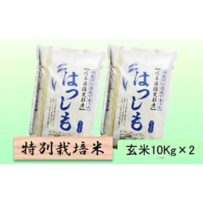 特別栽培米★玄米20kg【ハツシモ】10Kg×2 お米 ブランド米 銘柄米 ご飯 アッサリ 幻のお米 大粒 