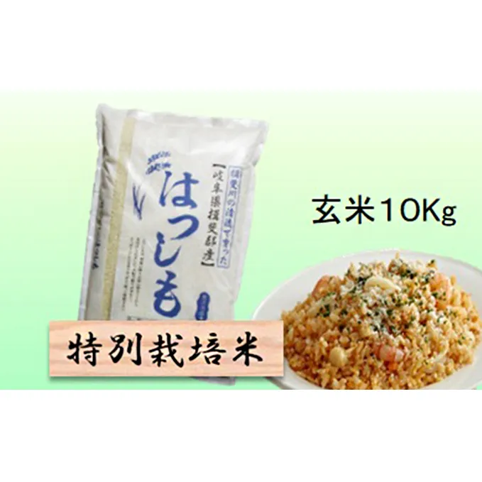 特別栽培米★玄米10kg 【ハツシモ】 お米 ブランド米 銘柄米 ご飯 おにぎり アッサリ 幻のお米 大粒 