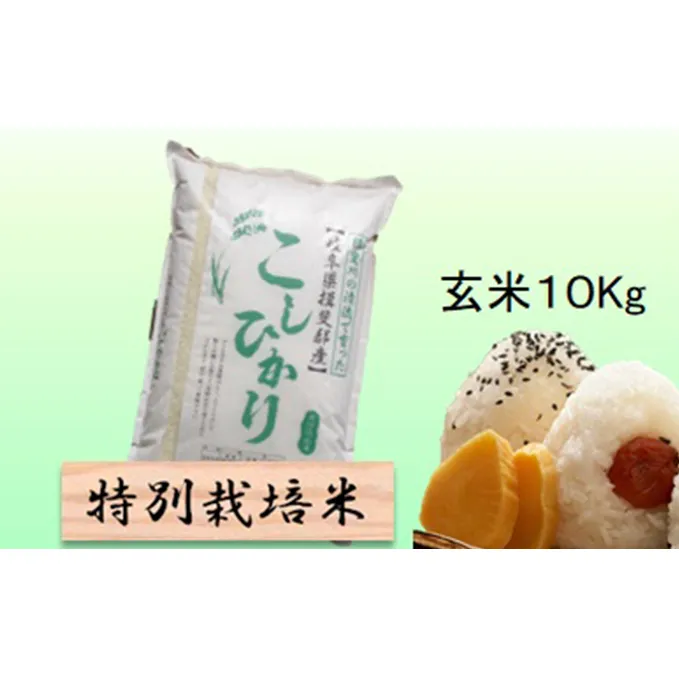 特別栽培米★玄米10kg 【コシヒカリ】 お米 ブランド米 銘柄米 ご飯 おにぎり バランスが良い お米の王様 