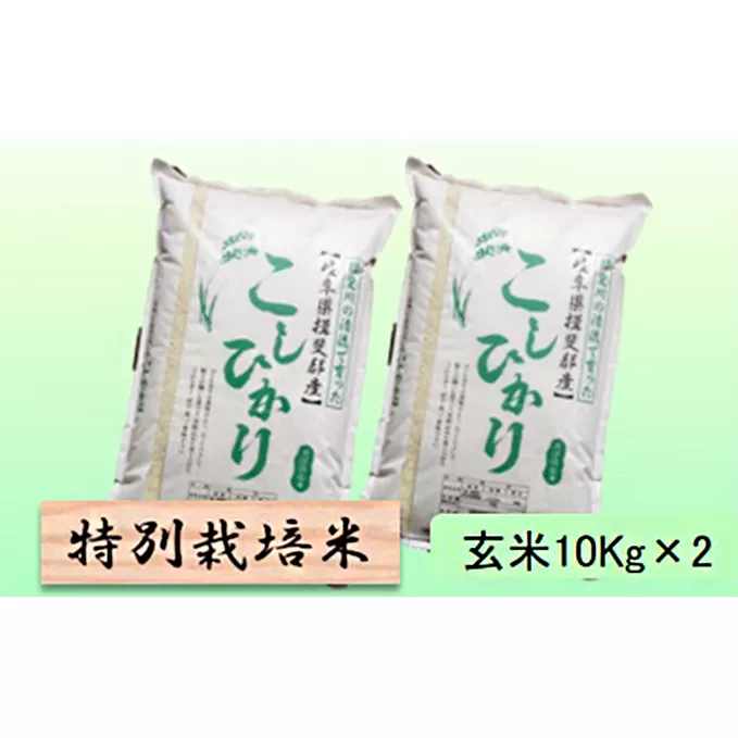 特別栽培米★玄米20kg 【コシヒカリ】10Kg×2