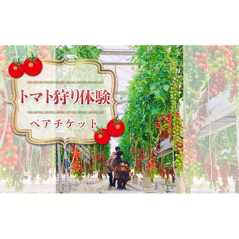 トマト狩り体験　ペアセット 体験チケット 子連れ ファミリー お出かけ 旅行 観光 野菜収穫 