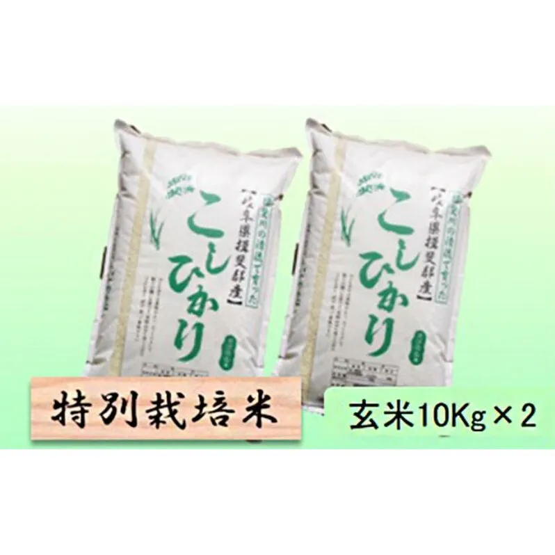 【令和7年産】特別栽培米 20kg【玄米】（コシヒカリ）
