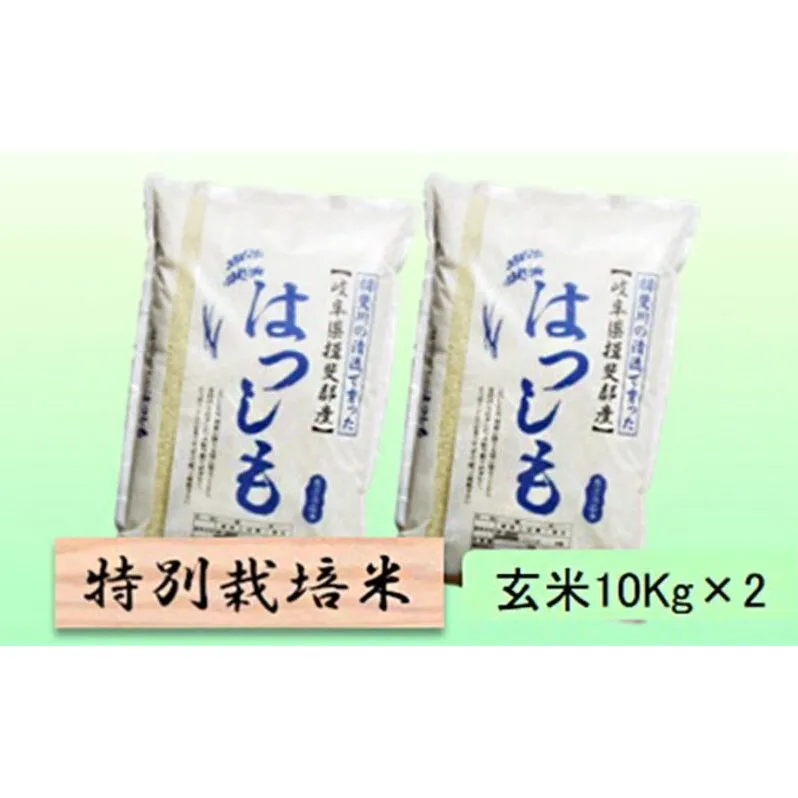 【令和7年産】特別栽培米 20kg【玄米】（ハツシモ）