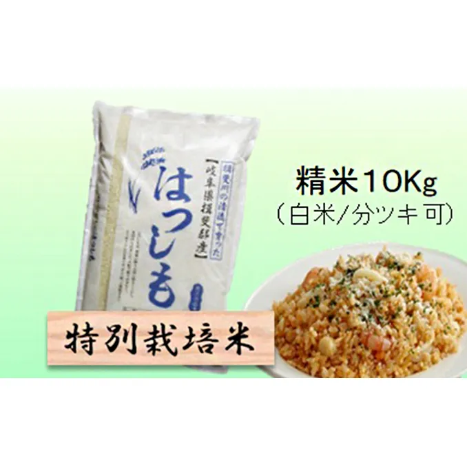 特別栽培米 【 令和8年産 】 精米 10kg（白米/5分/7分ツキ可）【 ハツシモ 】玄米は別に出品