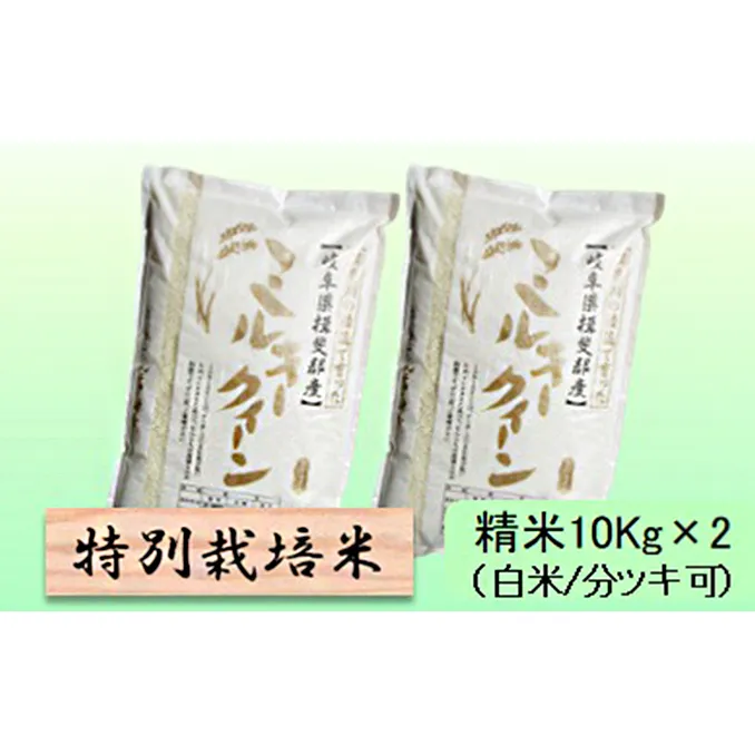 特別栽培米 【 令和8年産 】 精米 20kg（白米/5分/7分ツキ可）【 ミルキークイーン 】玄米は別に出品
