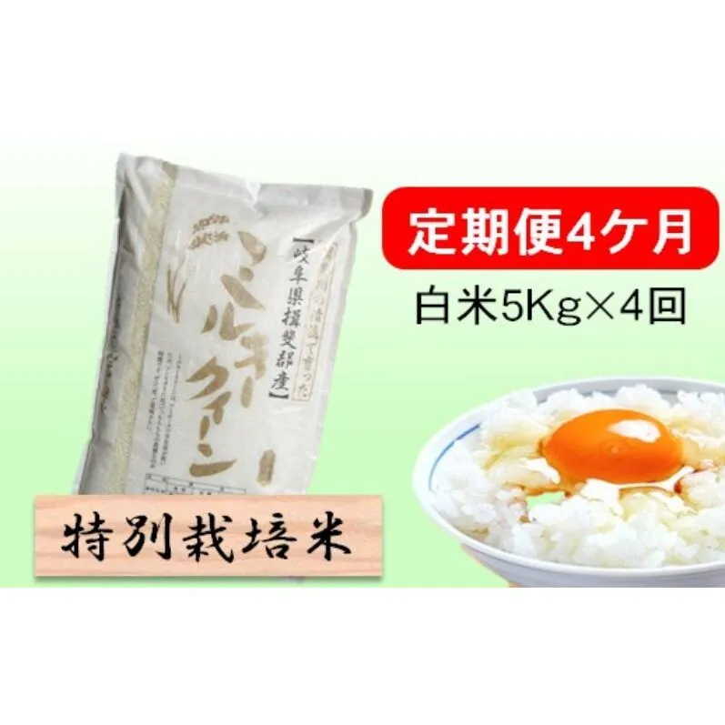 定期便 4カ月【 令和8年産 】毎月  白米 5kg【 ミルキークイーン 】