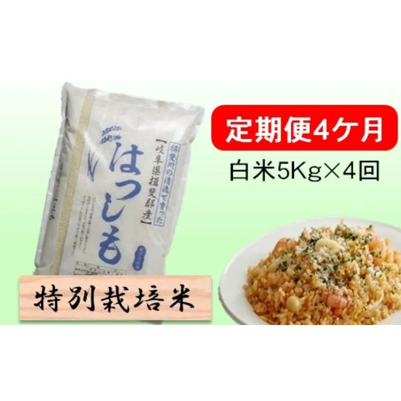 定期便 4カ月【 令和8年産 】毎月  白米 5kg【 ハツシモ 】
