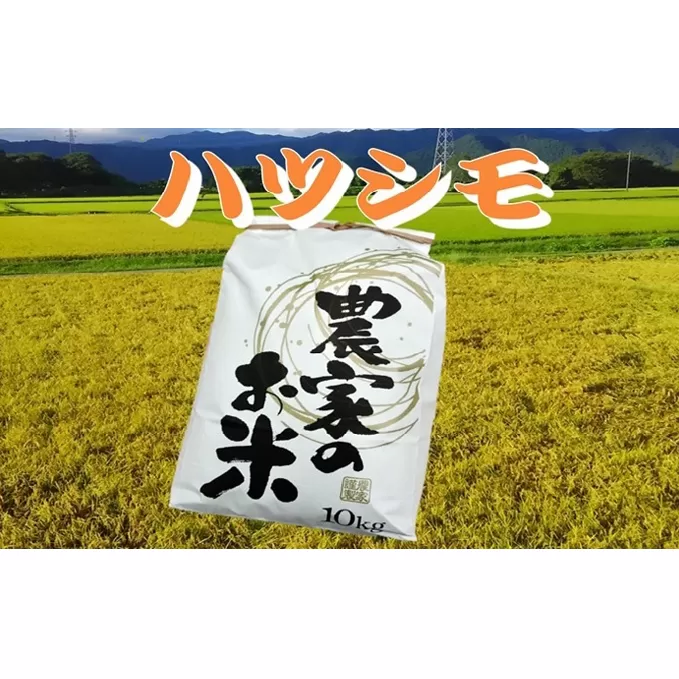 池田町農家　令和5年産特別栽培米ハツシモ　10kg×2　白米