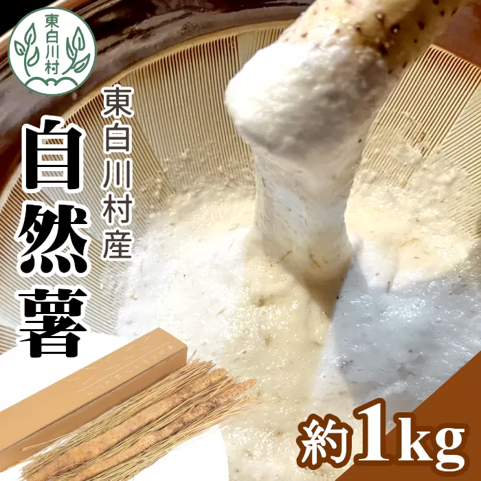 東白川村産 自然薯 1kg じねんじょ 岐阜県産