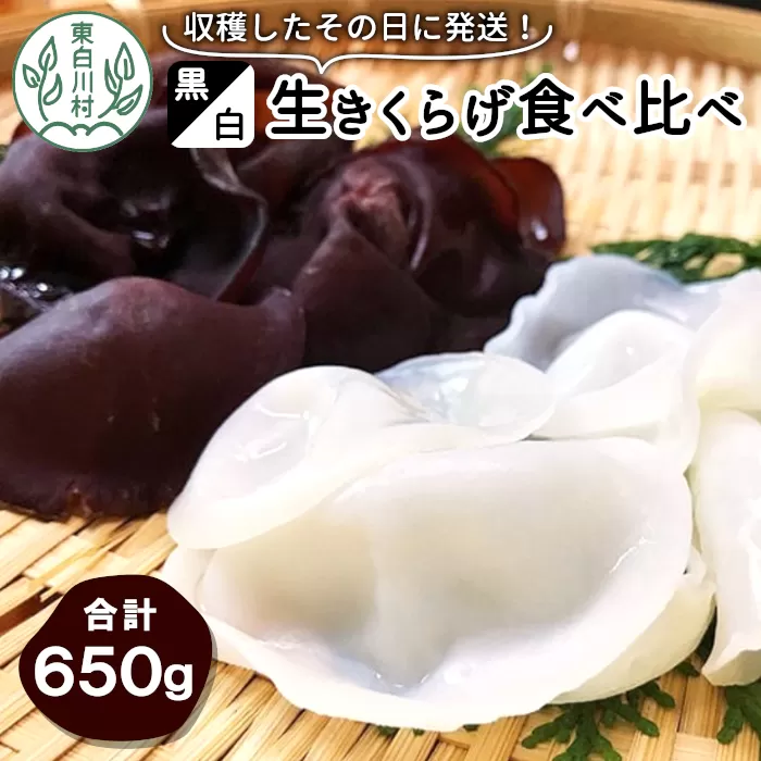 収穫したその日に発送！黒・白 生きくらげ食べ比べセット 合計650g キクラゲ