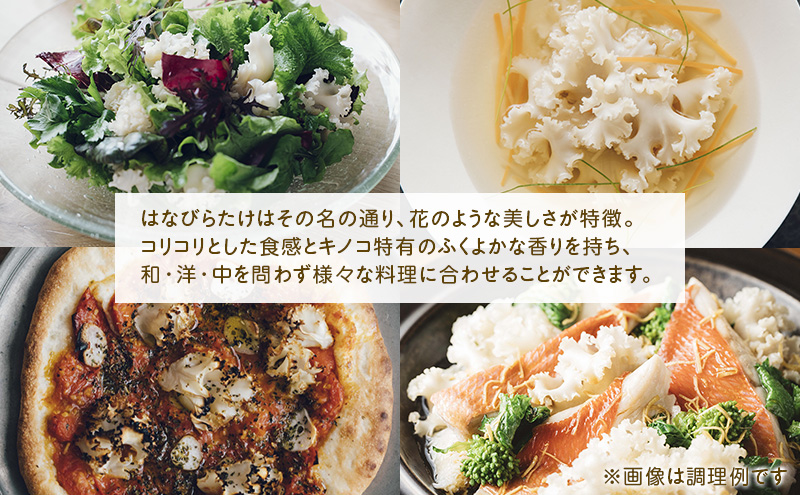 ホホホタケ はなびらたけ 80g 10パック 幻のきのこ ハナビラタケ