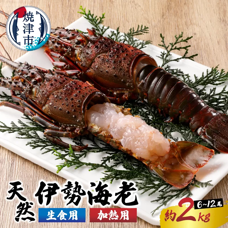 b100-035　伊勢海老 三昧セットC 刺身用＋焼物用