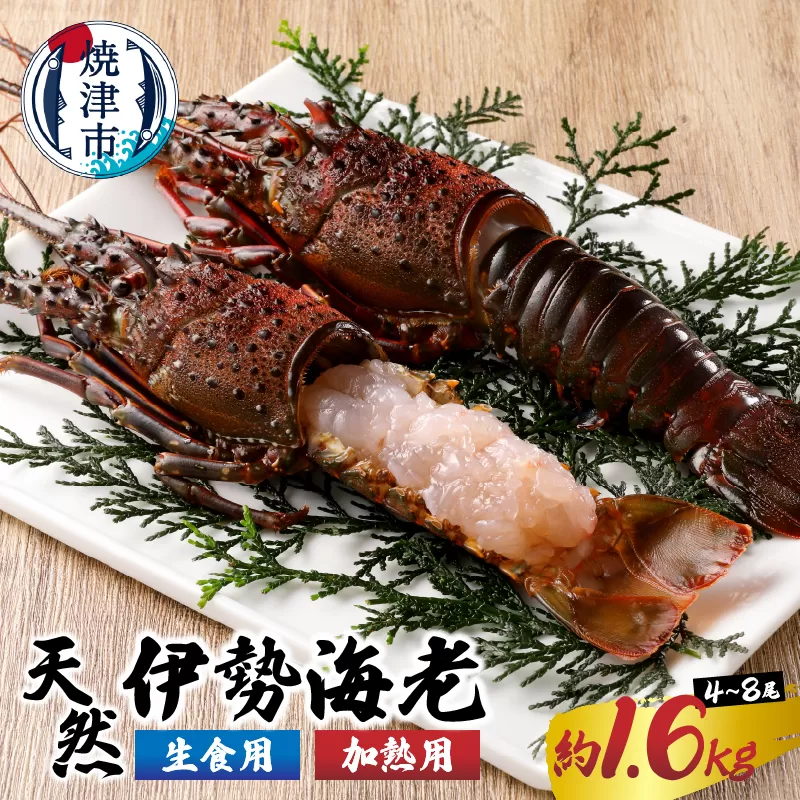 a80-031　伊勢海老 三昧セットB 刺身用＋焼物用
