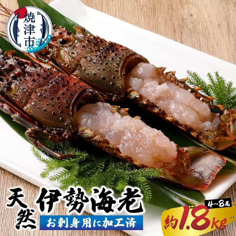 b100-073　伊勢海老 お造りセットC 約1.8kg（お刺身用に加工済）