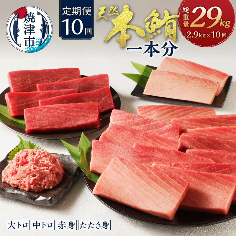 m10-002　【定期便10回】本鮪 1本 総重量約29kg（各月約2.9kg）