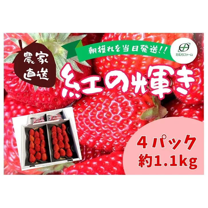 （冷蔵）【3月～4月発送】朝摘みいちご 紅の輝き　約1.1kg（約280ｇ×4パック） 1403 ／ たむらファーム いちご 苺 大粒 完熟 農家直送 静岡県 東伊豆町