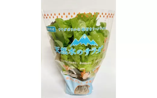 天然水のサラダ（根付きリーフレタス）