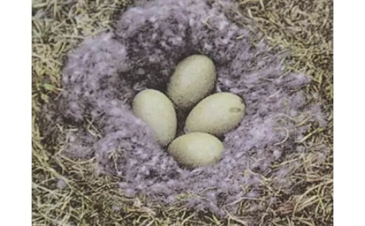 BL15羽毛合掛ふとんSL アイスランドアイダーダウン95% 0.6ｋｇ　