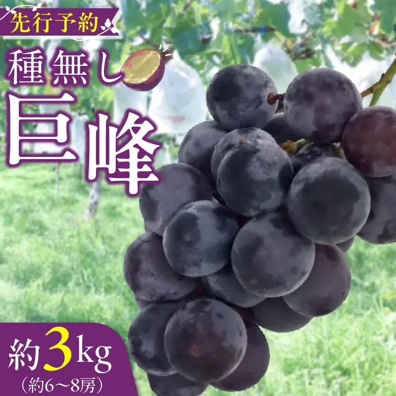 種無し巨峰 約3kg（約6〜8房） 2026年 先行予約 種なしぶどう ［098O03］