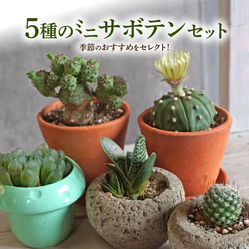 ミニ サボテン セット（5種）［133O07］