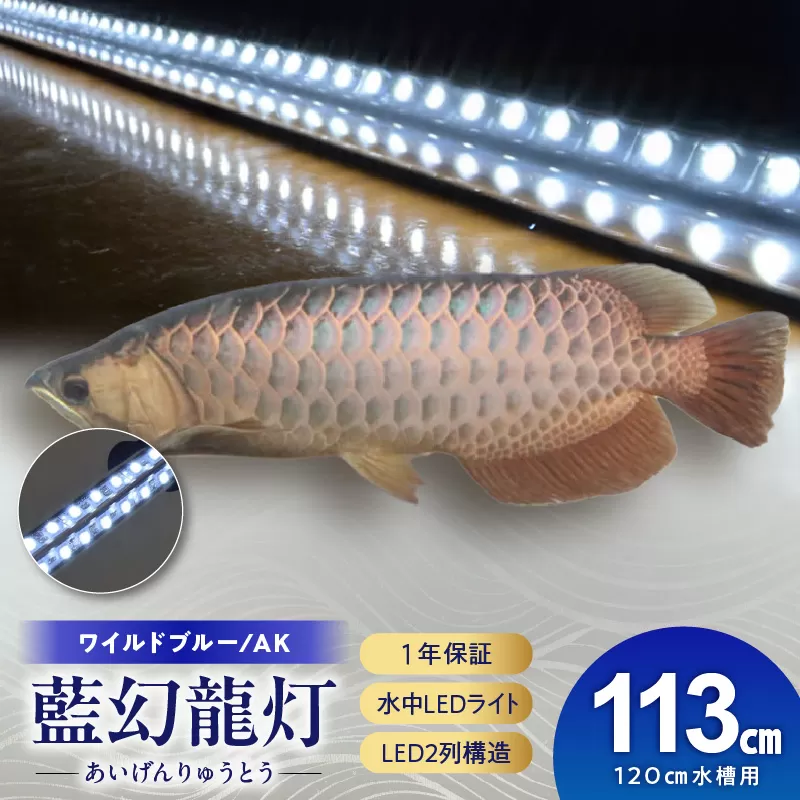 一瞬で綺麗に魅せる!金龍の青を最大限に強調する水中LEDライト|AK120-EX[172C18]金龍 専用 ワイルドブルー 青 水中 アロワナ 高輝度 水槽ライト テンニングライト LED ライト 照明 水中照明 光 綺麗 透明感 強化ガラス 吸盤 1年保証 簡単 設置 でんらい インテリア 雑貨 愛知県 小牧市 送料無料