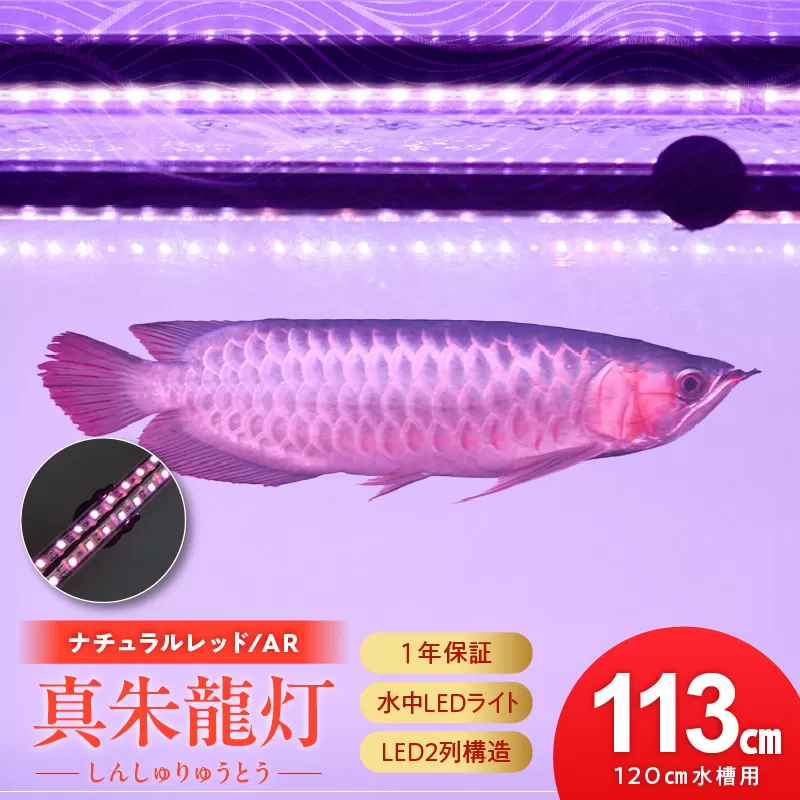 変化を体感!水を赤くせず、紅龍だけ美しく魅せる水中LEDライト|AR120-EX[172C19]紅龍 ナチュラルレッド 赤 水中 アロワナ 水槽ライト テンニングライト LED ライト 照明 水中照明 光 綺麗 強化ガラス 吸盤 1年保証 簡単 設置 でんらい インテリア 雑貨 愛知県 小牧市 送料無料