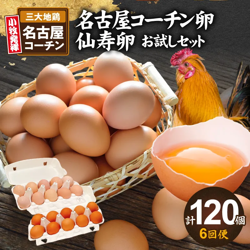 【6回便】名古屋コーチン卵・仙寿卵お試しセット（各10個入り）×6回（計各60個）定期便 名古屋コーチン 卵 たまご 仙寿卵 朝食 卵料理 卵かけご飯 卵焼き 目玉焼き 河瀬養鶏 お取り寄せ 愛知県 小牧市