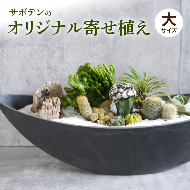 サボテンのオリジナル寄せ植え（大）［133O02］
