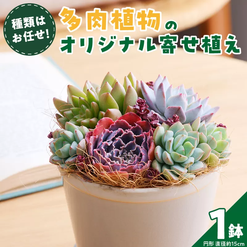 【佳花園】多肉植物のオリジナル寄せ植え［156K04］