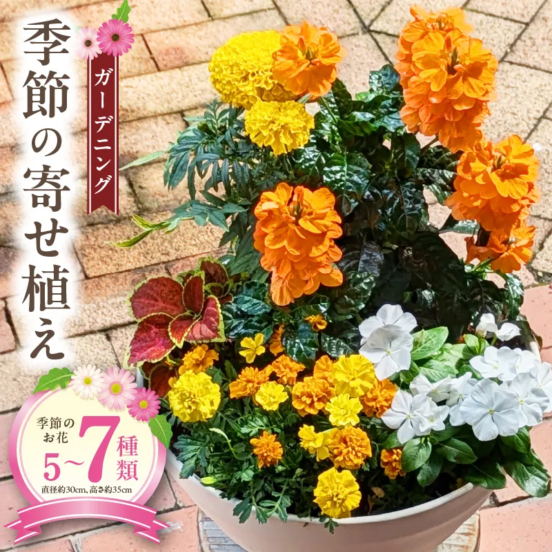 ガーデニング 季節の寄せ植え[142F01]