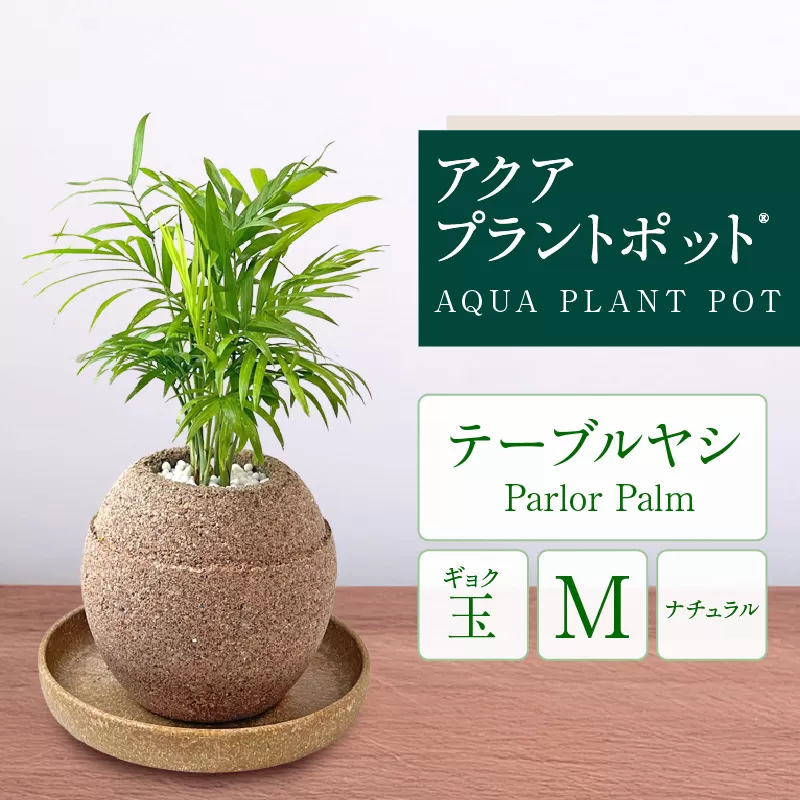 アクアプラントポット®　玉Ｍ 植木鉢テーブルヤシ（2133）