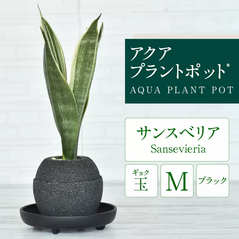 アクアプラントポット®　玉Ｍ（ブラック） 植木鉢　サンスベリア（2093）