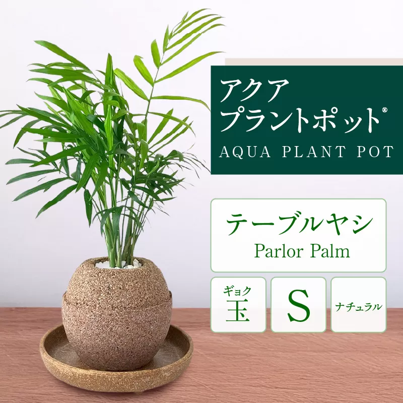 アクアプラントポット®　玉Ｓ 植木鉢テーブルヤシ（2129）