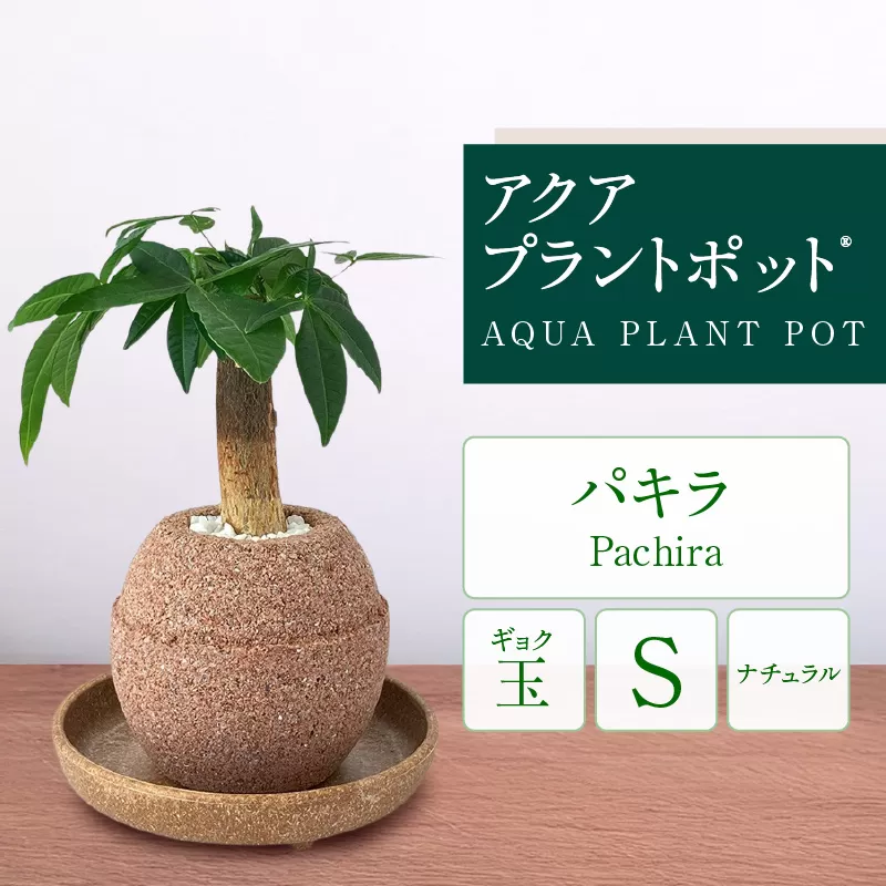 アクアプラントポット®　玉Ｓ 植木鉢パキラ（2127）