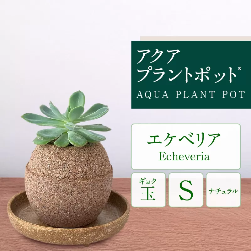 アクアプラントポット®　玉Ｓ 植木鉢エケベリア（2130）