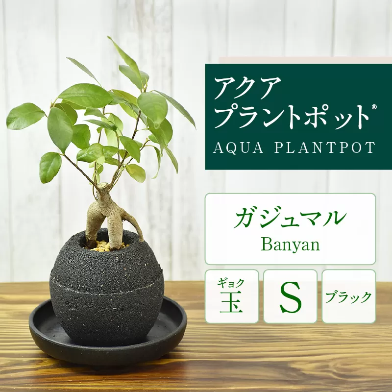 アクアプラントポット®　玉Ｓ（ブラック） 植木鉢　ガジュマル（2081）
